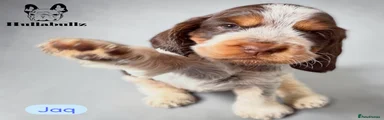 Jaq