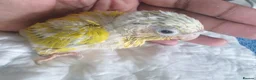 Conures birds for sale: hand reared baby suncheek conures  - Advert 12