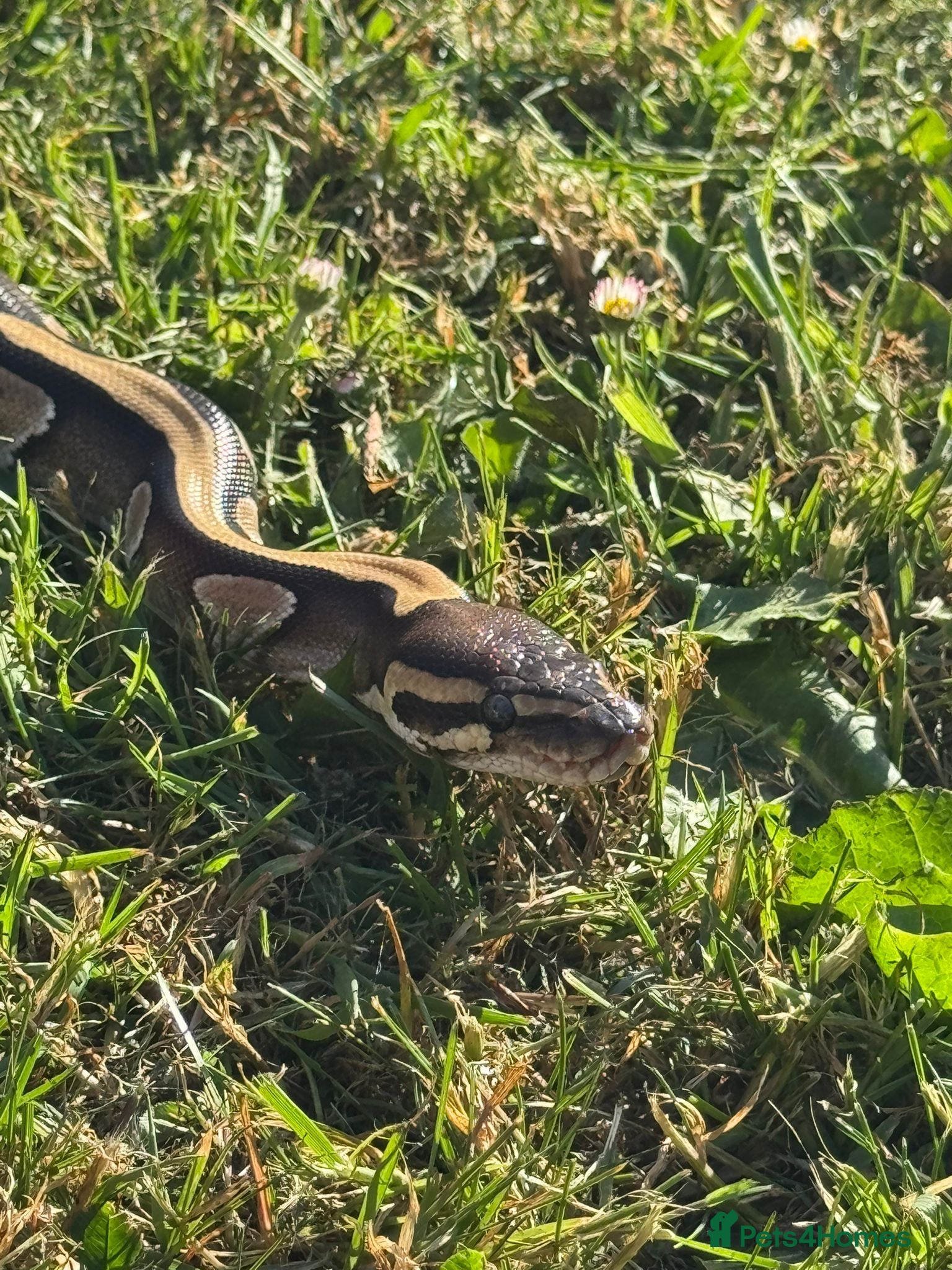 Python Snake reptiles Female mojave 1.5 year approx  - Advert 7