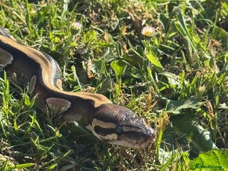 Python Snake reptiles Female mojave 1.5 year approx - Advert 3