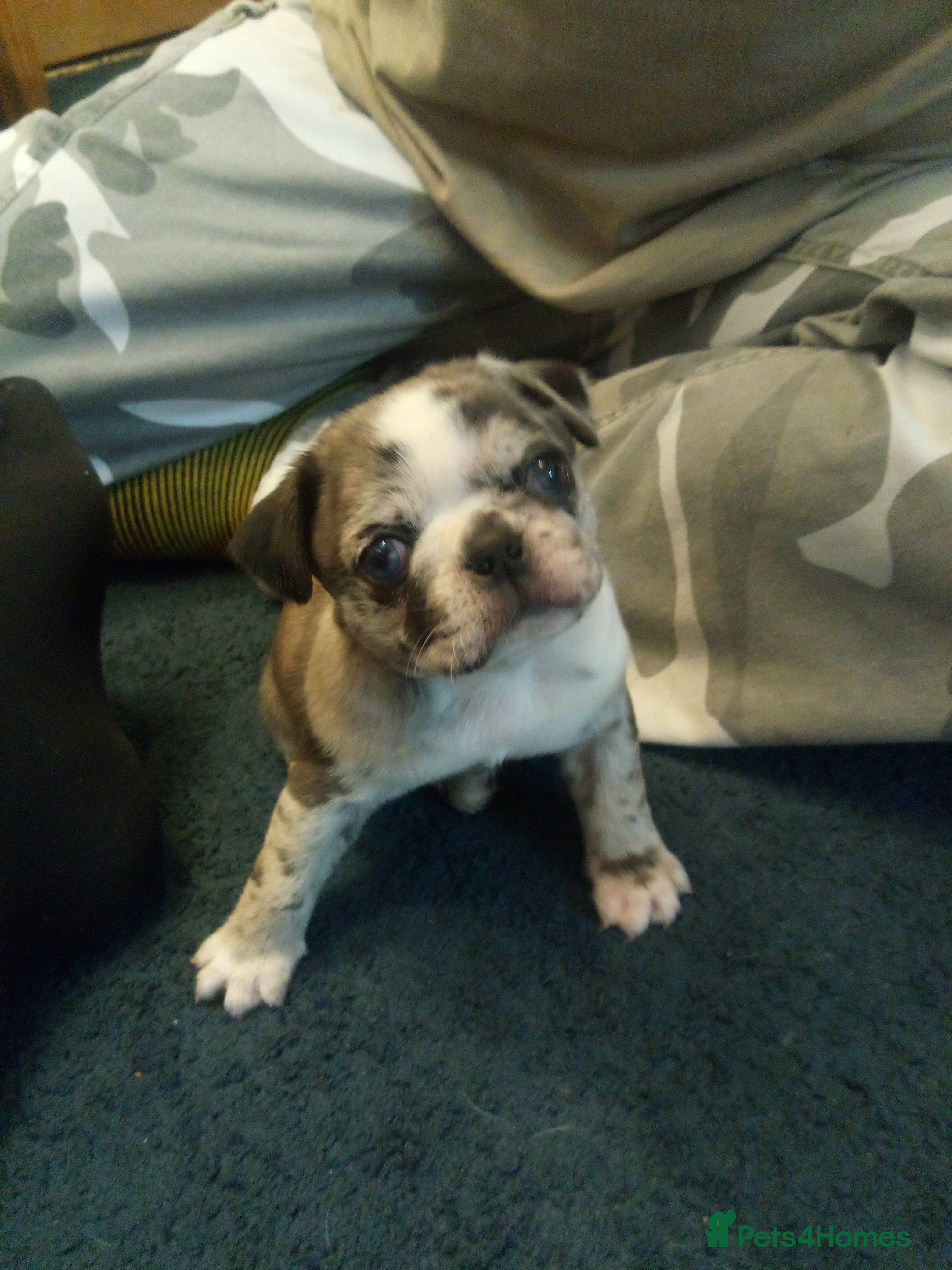 Pug dogs Pug puppies  - Advert 9