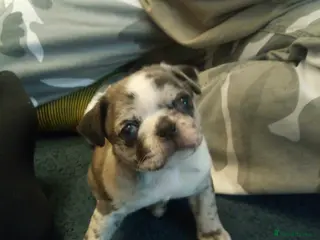 Pug dogs Pug puppies - Advert 9