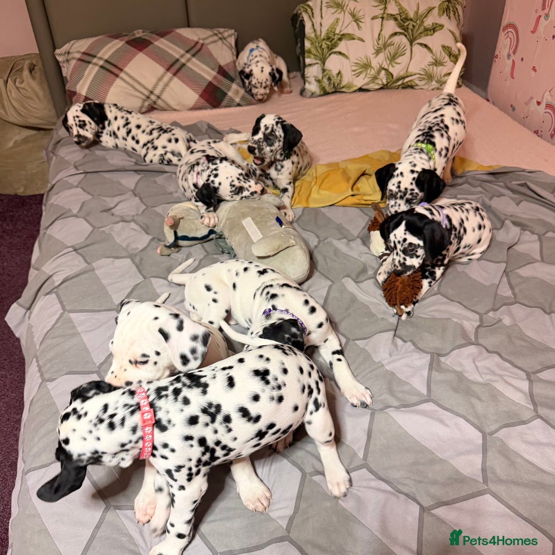 Dalmatian dogs for sale: 🐾 Beautiful Dalmatian Puppies 🐶  - Advert 30