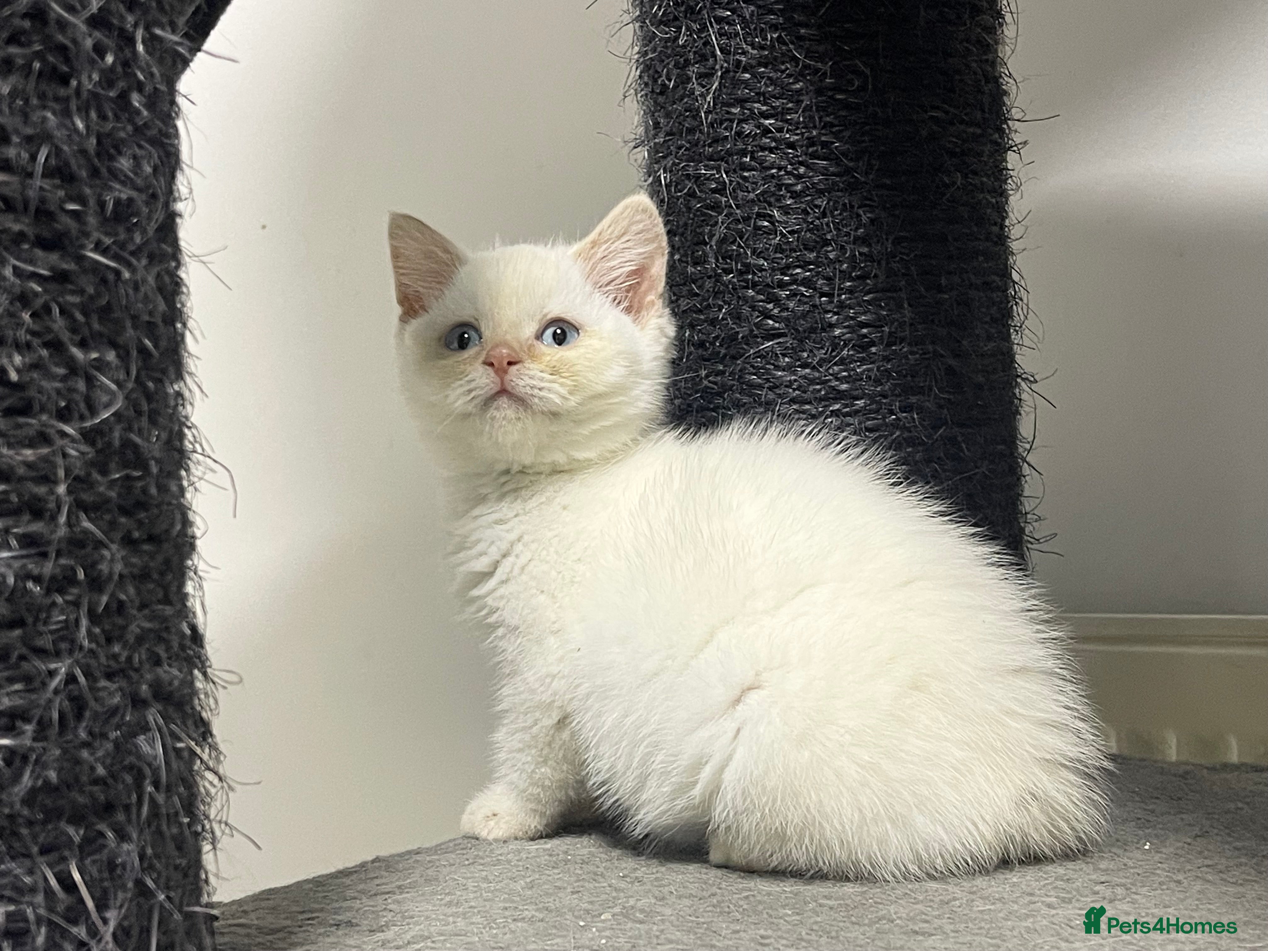 British Shorthair cats White british shorthair GIRL with blue eyes - Advert 2