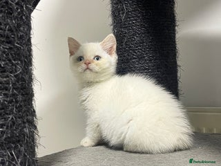 British Shorthair cats White british shorthair GIRL with blue eyes - Advert 11