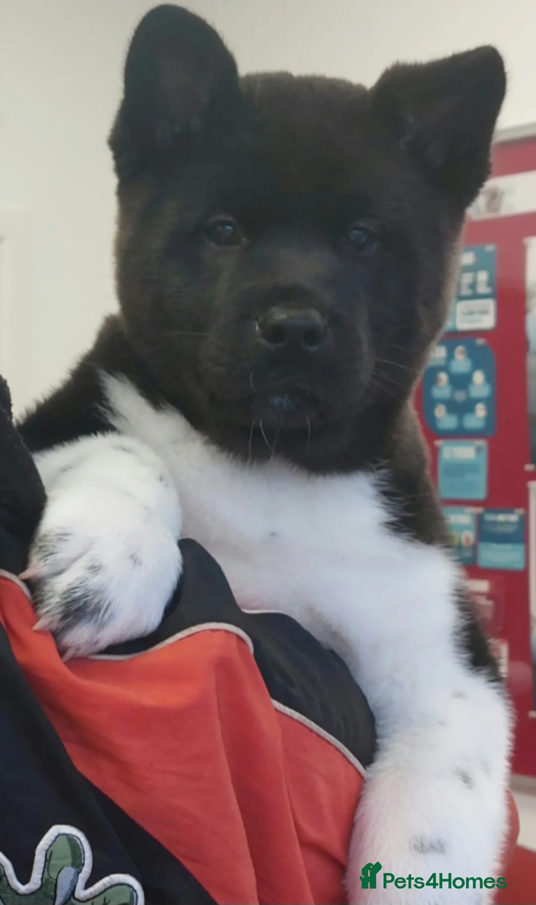 Akita dogs for sale: CHAMPION SHOW potential KC REG AKITA PUPPIES   - Advert 16