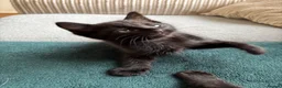 Domestic Shorthair cats for sale: 3 Kittens Ready Oct 4th - WR12 - Advert 5