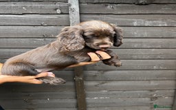 Cocker Spaniel dogs for sale: Cocker spaniel female puppies  - Image 17