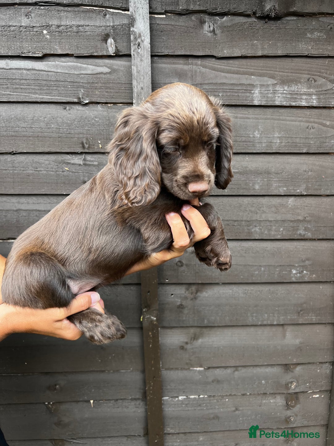 Cocker Spaniel dogs for sale: Cocker spaniel female puppies  - Image 17