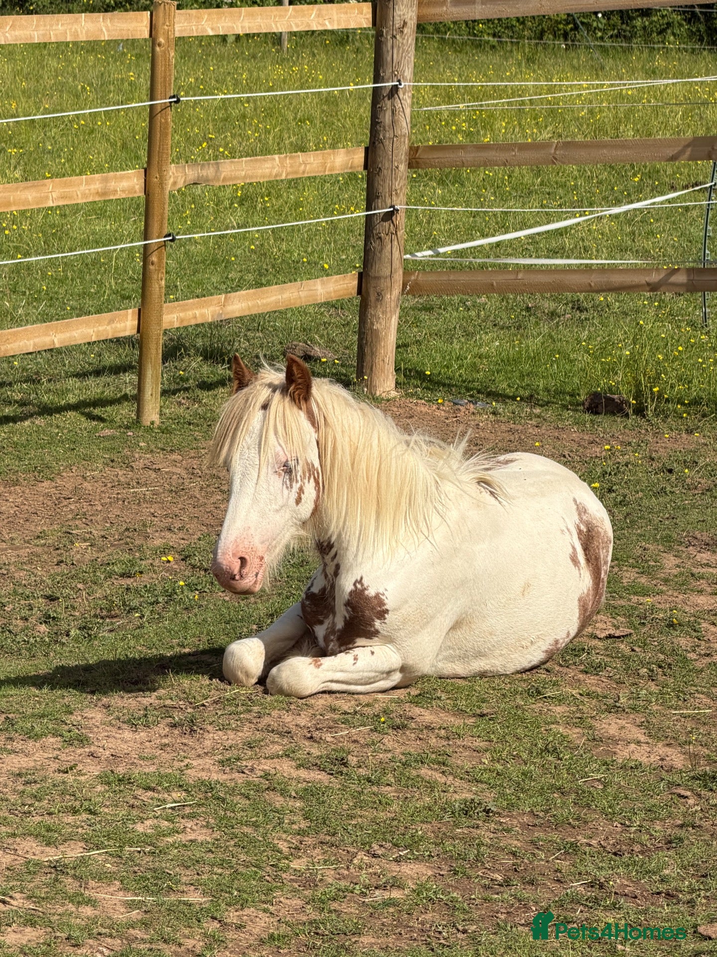 Irish Cob horses Captain Rusty  - Advert 1