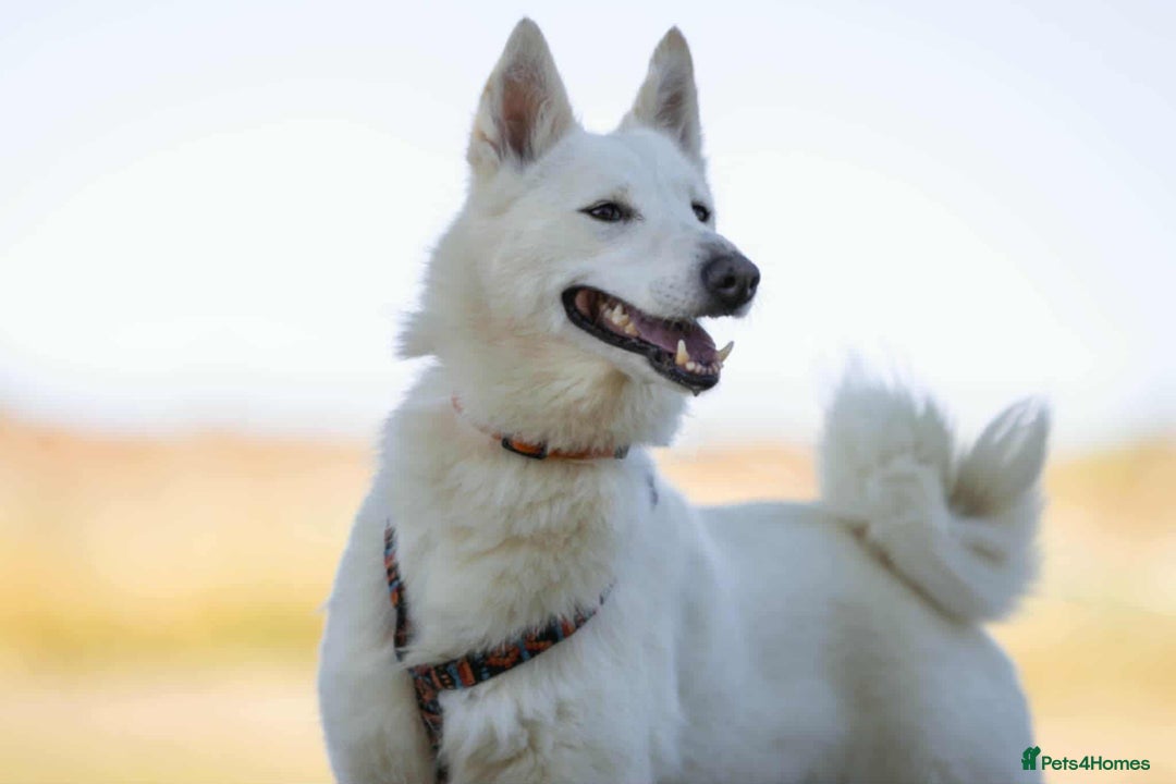 Mixed Breed dogs for adoption: 🐶💖 BARBIE 💖🐶 - Advert 10