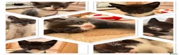 Mixed Breed cats for sale: 7 Playful Kittens - Advert 1