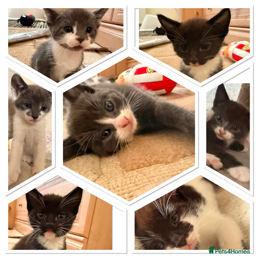 Mixed Breed cats for sale: 7 Playful Kittens - Advert 1
