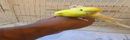 Budgerigars birds for sale: Super friendly hand tamed baby budgies for sale  - Advert 4