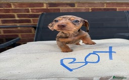 Miniature Dachshund dogs for sale: Miniature Dachshund - Image 12