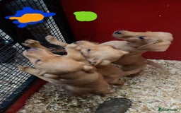 Labrador Retriever dogs for sale: Labrador Fox Red - Image 21
