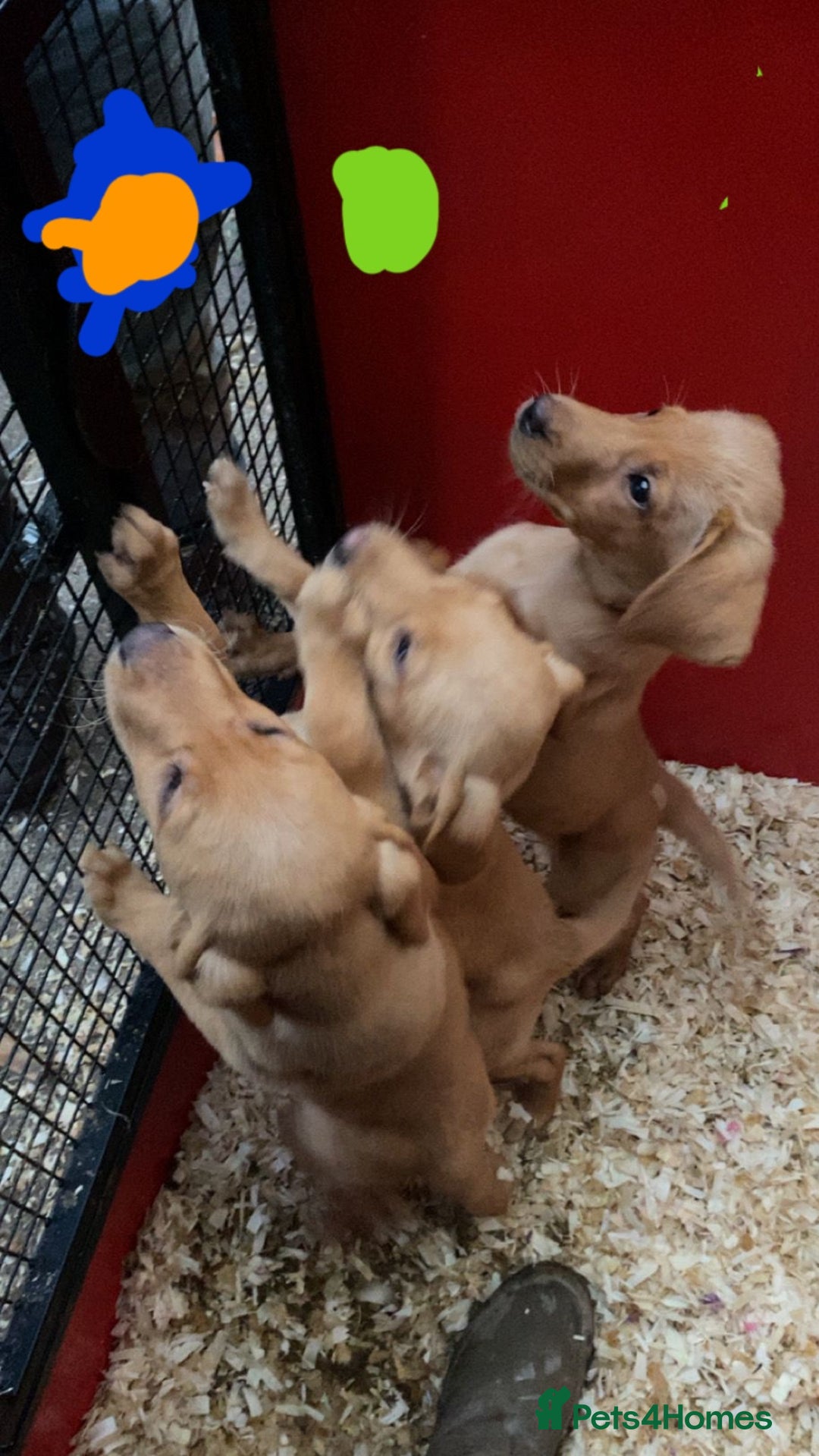 Labrador Retriever dogs for sale: Labrador Fox Red - Image 21
