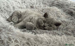 British Shorthair cats for sale: Adorable British Shorthair Kitten - Image 4