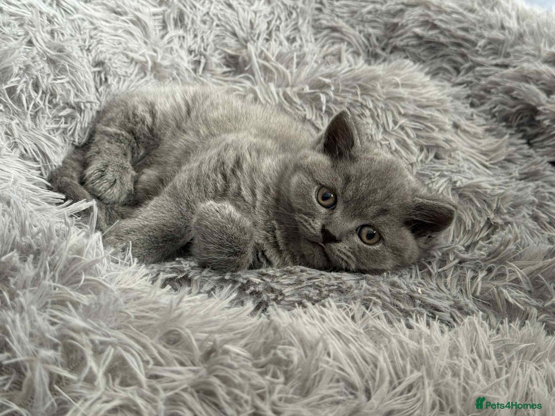British Shorthair cats for sale: Adorable British Shorthair Kitten - Image 4