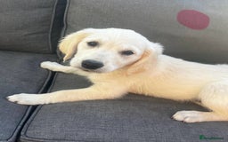 Golden Retriever dogs for sale: Beautiful KC reg Fluffy Golden Retriever Puppies - Image 29