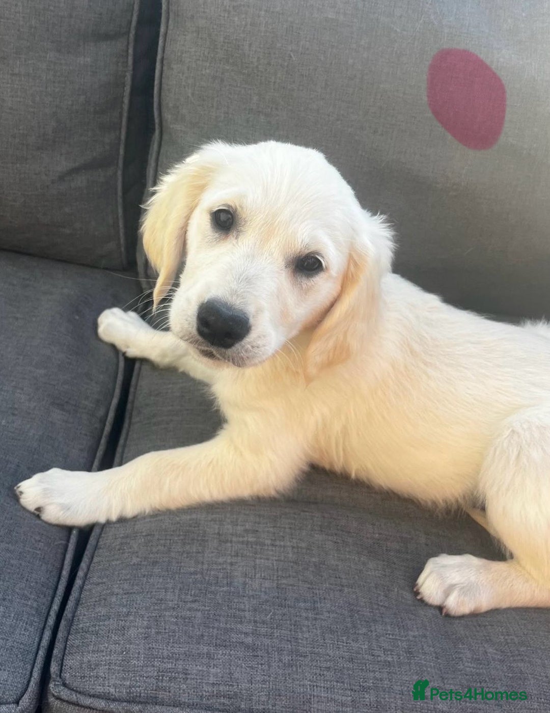 Golden Retriever dogs for sale: Beautiful KC reg Fluffy Golden Retriever Puppies - Image 29