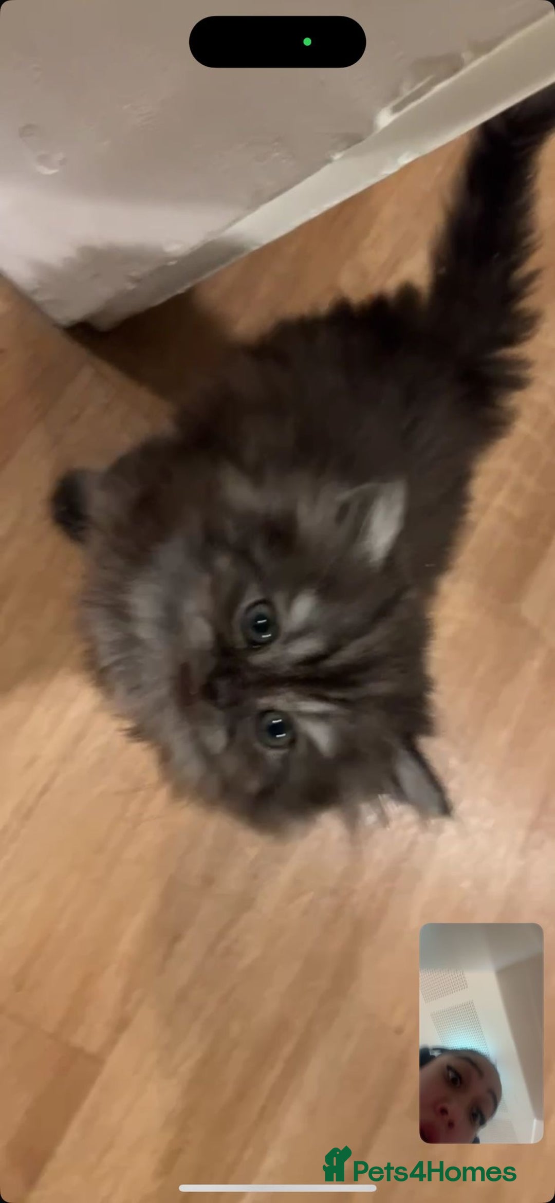 Persian cats for sale: Beautiful Persian Boy - Advert 2