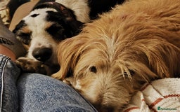 Mixed Breed dogs for adoption: Bonny - playful Griffon for adoption - Image 24