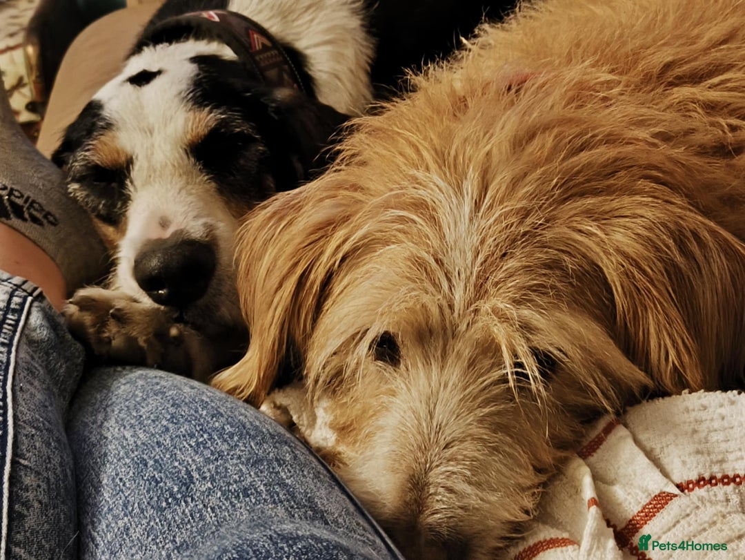 Mixed Breed dogs for adoption: Bonny - playful Griffon for adoption - Image 24