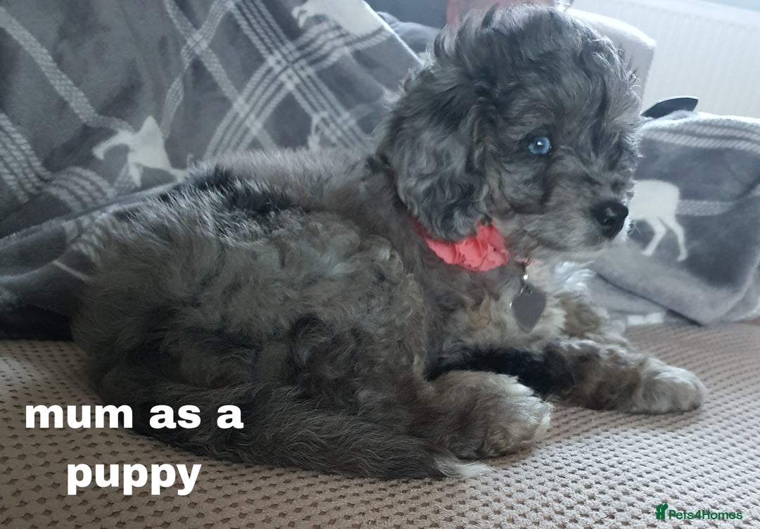 Cavapoo dogs for sale: Cavapoo puppies extensive health tested - Advert 21