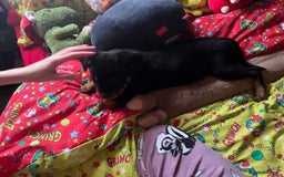 Rottweiler dogs for sale: Gorgeous Male Rotty Pup for Sale! Ready to Leave - Advert 6