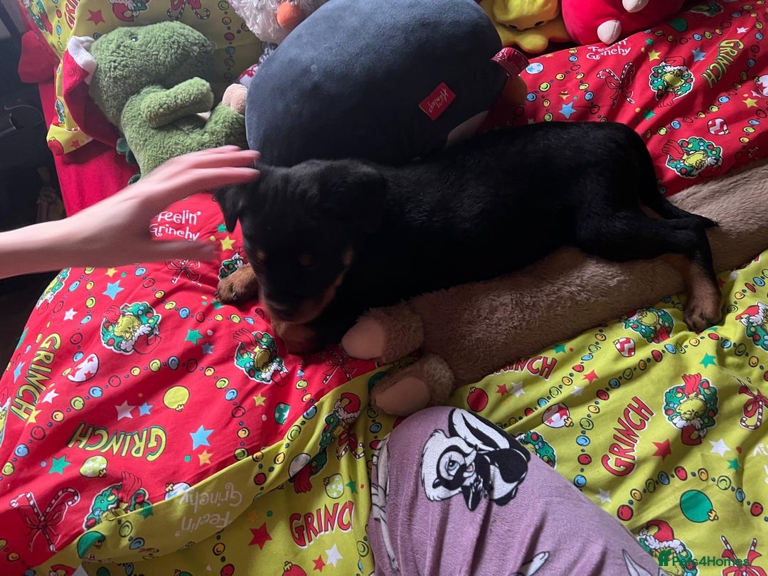 Rottweiler dogs for sale: Gorgeous Male Rotty Pup for Sale! Ready to Leave - Advert 6