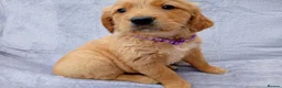 Golden Retriever dogs for sale: Golden retriever puppies  - Advert 1