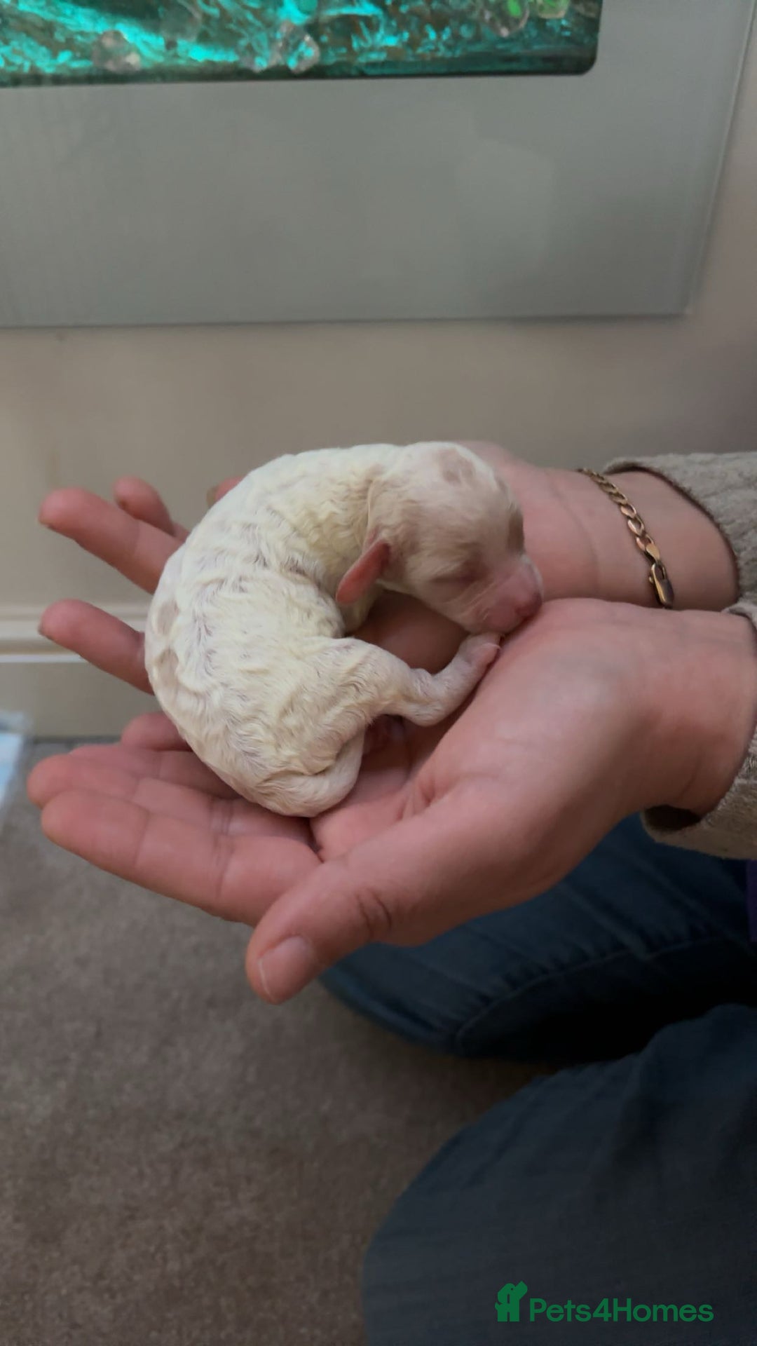 Mixed Breed dogs for sale: Cavapoo puppies  - Advert 14