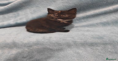 Mixed Breed cats tortoishell kittens Videos - Advert 5