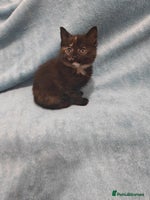 Mixed Breed cats tortoishell kittens Videos - Advert 5
