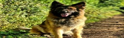 German Shepherd dogs for sale: Female german shepherd  - Advert 2