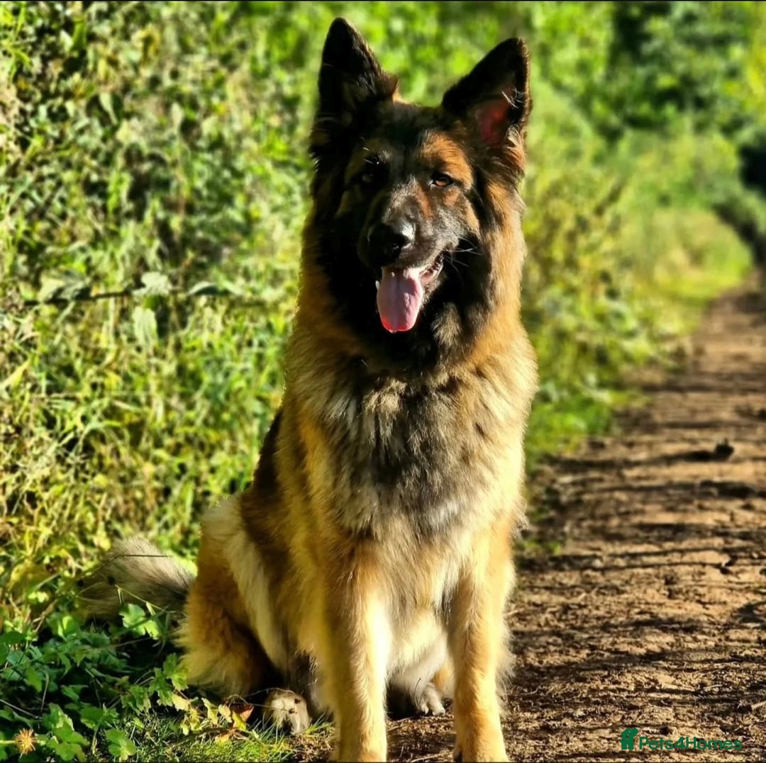 German Shepherd dogs for sale: Female german shepherd  - Advert 2