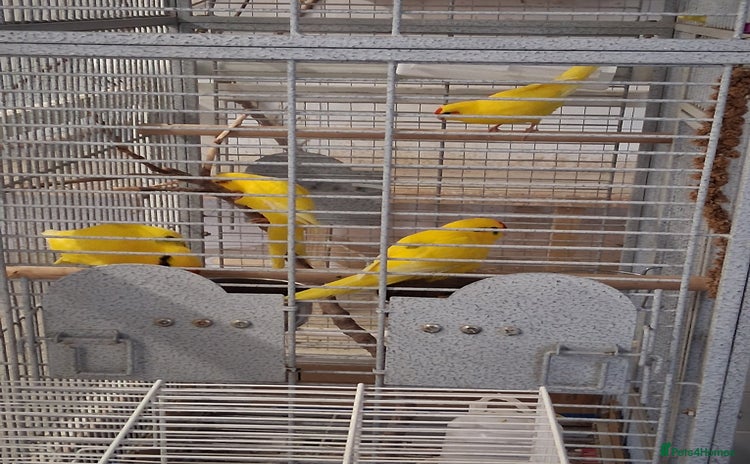 Parakeets birds - Advert 4