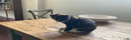 Scottish Fold cats for sale: Three Stunning Girls and Two Charming Boys in London - Advert 7