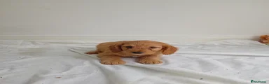 Cockapoo Puppy 1
