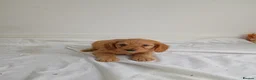 Cockapoo dogs for sale: cockerpoos🐶 in Trimdon Station - Advert 6