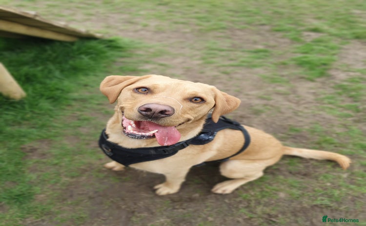 Labrador Retriever dogs - Advert 6