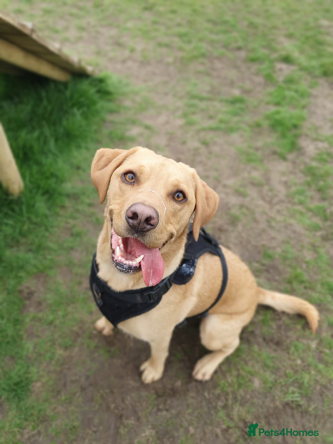 Labrador Retriever dogs for sale: My Boy Lenny - Labrador  - Image 1