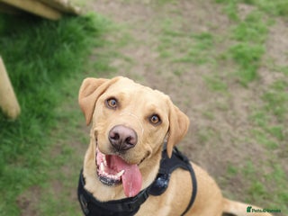 Labrador Retriever dogs - Advert 8