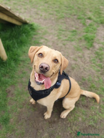 Labrador Retriever dogs - Advert 4