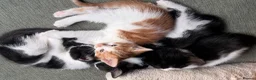 Mixed Breed cats for sale: 4 kittens for sale  - Advert 5