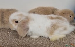 Mini Lop rabbits for sale: *Gorgeous baby mini lops, boys and girls* - Advert 4