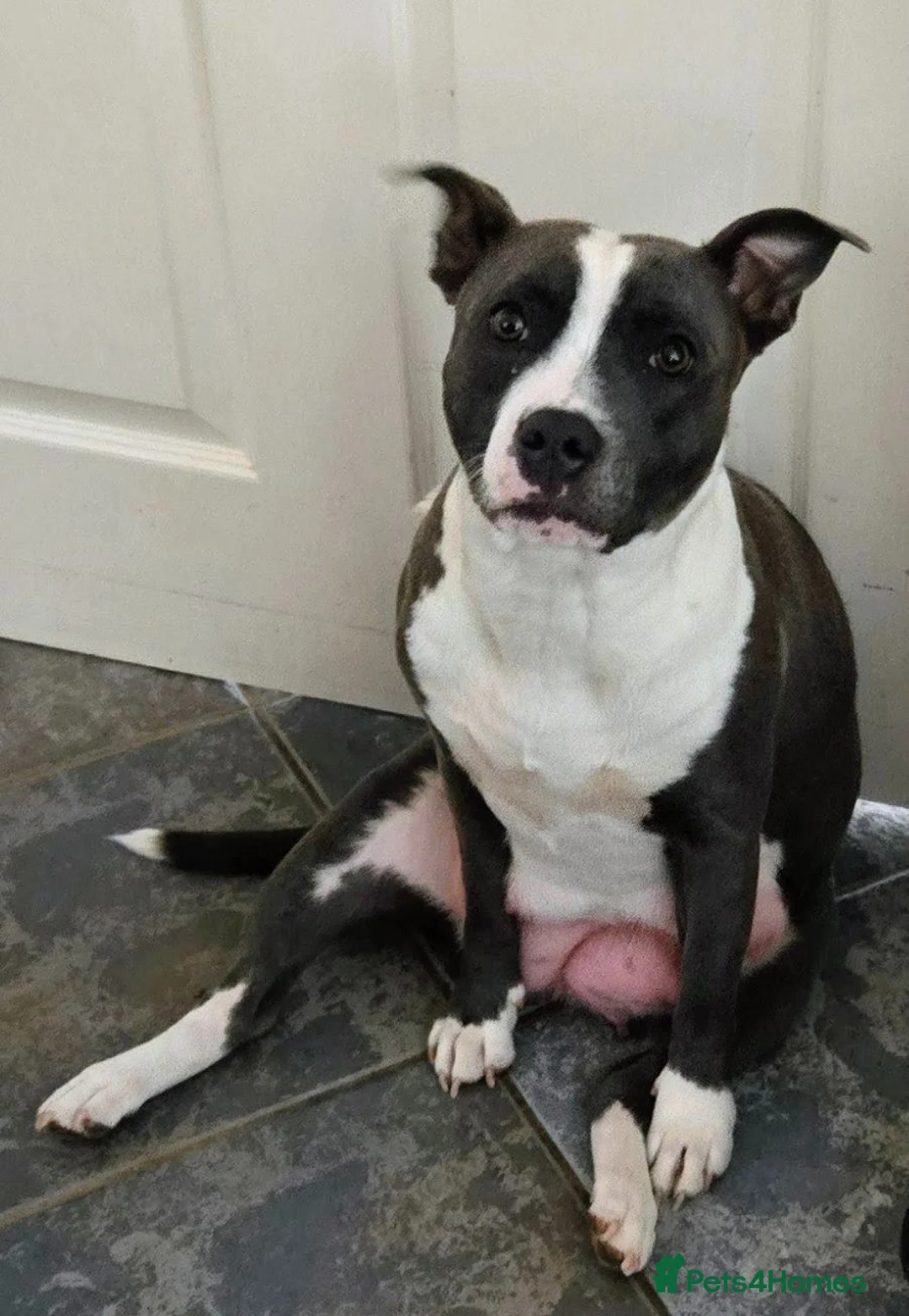Staffordshire Bull Terrier dogs for sale: BEST OF THE BEST RARE STAFFORDSHIRE BULL TERRIERS - Advert 2