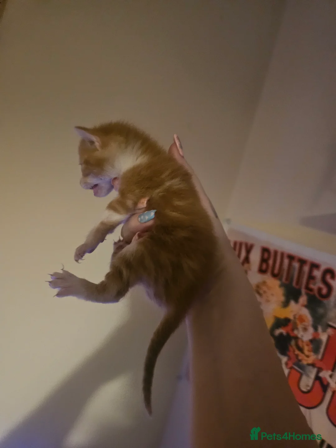 Mixed Breed cats for sale: Calico x maincoon mix - Advert 5