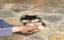 Pomeranian dogs for sale: STANN in Bradford - Image 10